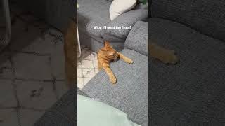 Ginger Snaps credsdustymdouglas cat funny kitten comedy [upl. by Adnyleb]