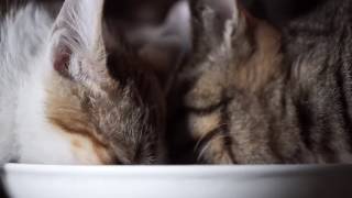 The cats supper  SONY NEX7  Zeiss touit 50mm f28 macro [upl. by Nyssa]