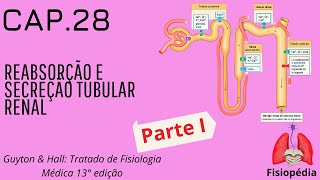 Cap28 Reabsorção e secreção tubular renal Parte I [upl. by Ahsot]