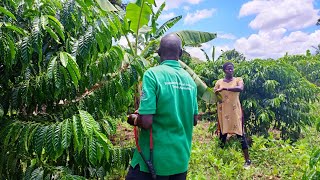 20 Years of Coffee Farming Wisdom Proven Techniques for Coffee Farming in Northern Uganda [upl. by Yrok]