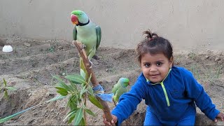 Cute baby parrot Eliza strokes her parrot with hands [upl. by Megargee]