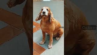 English Spaniel Cocker Barking [upl. by Brabazon]