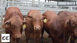 Droughtmaster wins BEEF 2024 Commercial Cattle Championship [upl. by Clevey160]