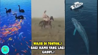 Video buat kamu yang lagi gabut video unik dari seluruh dunia yg bisa buat rasa bosan mu hilang6 [upl. by Nwahsyar]