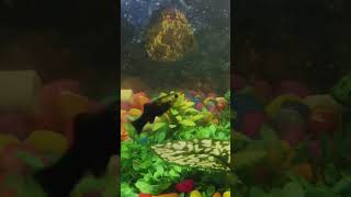 fish blackmolly guppy mollyfish aquarium betta petfish bettafish petsvlog explore new 🐢 [upl. by Uela]