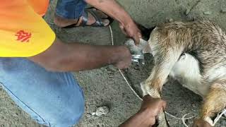 Goat castrationmale goat castrationHemram Pig Farm Siliguri [upl. by Dnaltroc]