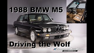 Driving The Wolf 1988 BMW E28 M5 – New Arrival [upl. by Mozza]