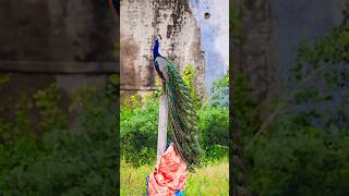 Peafowl shotsfeed wildlife shots birds hbphotographystudio peafowl canon200d canon viral [upl. by Onin157]