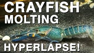 Crayfish molting  Full process in Hyperlapse [upl. by Kimmel]