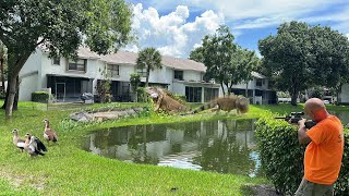 Iguanas are Big Garden Pest in Florida Townhouse Complex Iguana Removal Job [upl. by Cyrill]