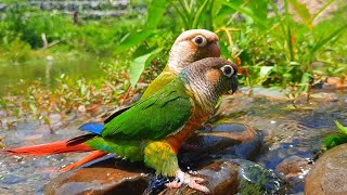 Green Cheek Conure very fun to play in the water  conure sounds [upl. by Haodnanehs415]