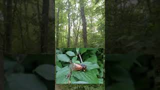 What Does A Forest Full Of 17 Year Cicadas Sound Like An Amazing And Noisy Bug [upl. by Sexton181]