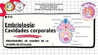 24 Historepasos  Embriología de las cavidades corporales mesenterios y diafragma [upl. by Ahselrak]