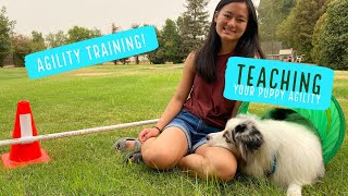 Agility training for puppies Agility at home for beginners [upl. by Suivatra873]