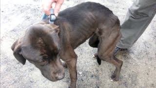 This years list of cases of cruelty towards animals one of worst ever compiled – SPCA [upl. by Zantos]