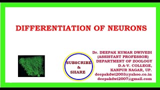 DIFFERENTIATION OF NEURONS [upl. by Nahtnanhoj655]