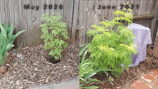 How my young Elderberry Successfully Survived its 1st Winter in Record Breaking Cold Temperatures [upl. by Milla96]