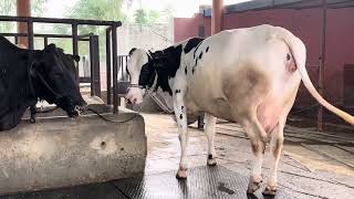 HF Cows ForSale ChopraDairyFarm Punjab DairyFarm ABS Denmark Wws Breed Farm 7009645902 [upl. by Raseac]