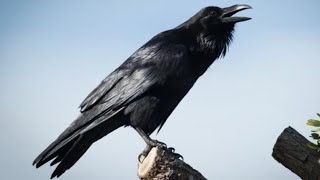 crow bird crowing sounds to attract crows naturally [upl. by Emerson350]