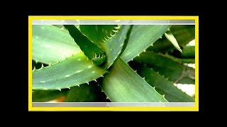 AloeveraAbleger Selber ziehen und einpflanzen [upl. by Marna]