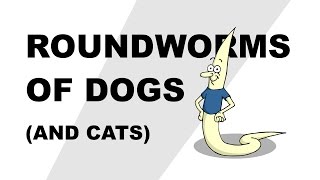 Roundworms of Dogs and Cats  Plain and Simple [upl. by Alliuqaj]