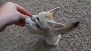 Training the Baby Fennec Fox to Sit [upl. by Nylhsa]