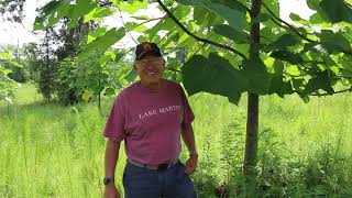 Introduction to Paulownia Trees Alexander Farms [upl. by Darnoc]