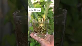 How To GROW Monstera From Cutting EASILY [upl. by Dixie]