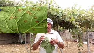 أمراض العنب ومكافحتها وعلاجها عفن البياض الزغبي Downy Mildew of Grape [upl. by Ahsetel]