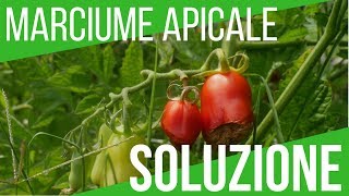 MARCIUME APICALE DEL POMODORO SOLUZIONE  ORTO E GIARDINAGGIO [upl. by Ecissej]