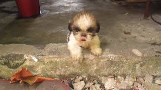 Shih Tzu Puppy Dog Barking Sound [upl. by Magda786]