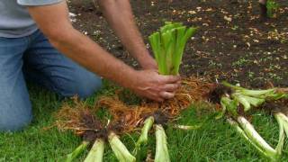 Dividing Daylilies RoseHill Gardens Video Series Episode Two [upl. by Sheng]