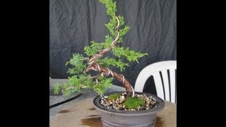 How To Make A Juniper Bonsai For Under 3000 [upl. by Jehoash975]