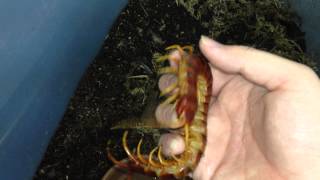 Scolopendra sp quotGigantea robustaquot [upl. by Jania]