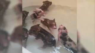 Piglets Take a Bath [upl. by Inele883]