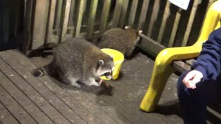 Raccoons got spooked Video One [upl. by Sabba]