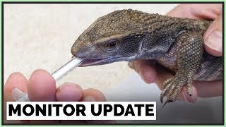 Savannah Monitor Update  Parasites Pests amp Poop [upl. by Heiner]