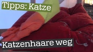 Katzenhaare mit Gummihandschuh entfernen  Tipp [upl. by Einobe17]