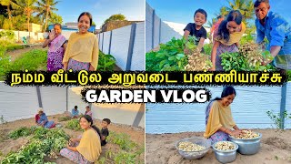 நம்ம வீட்டுல வேர்க்கடலை அறுவடை பண்ணியாச்சு 😍 Garden Harvest 🤣 Vinoth Seetha [upl. by Yreneh417]