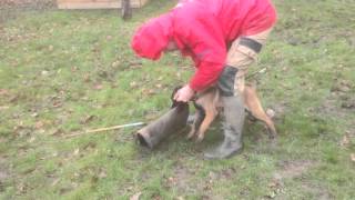 chiot malinois de 35 mois en débourrage ring [upl. by Iru]