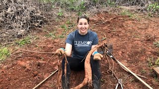 HOW TO REMOVE AND CONTROL KUDZU Kuzu Around Your Garden No Weed Killer  Auxhart Gardening [upl. by Tsui]