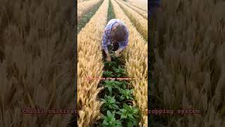 Chilli wheat intercropping system [upl. by Werdna]