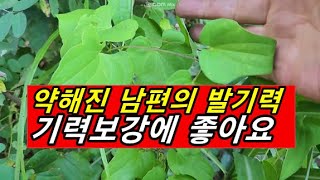 발기력 떨어졌을대 발기강직도 높이는 효과 만점인 약초 천연비아그라 자양강장제 성장호르몬 분비 촉진심장이 안좋을때 노인성 치매예방 [upl. by Ellecrad]