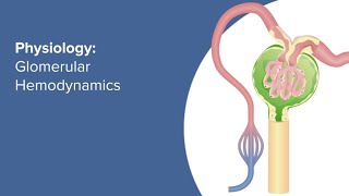 Glomerular Filteration Animation  How urine formed in our Body [upl. by Damon343]