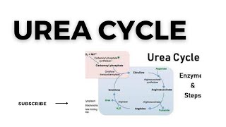 Urea Cycle [upl. by Arahset]