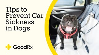 Traveling With Pets Tips to Reduce Car Sickness in Your Dog  GoodRx [upl. by Killigrew]