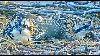 Sweet Hellgate Osprey chicks up close waiting for breakfish 2024 07 19 19 26 37 196 [upl. by Philander]