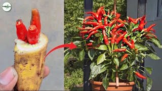 ✅ How to grow Chilli plant at home  Amazing way to grow lots of Chillies 🌶 [upl. by Laverna]