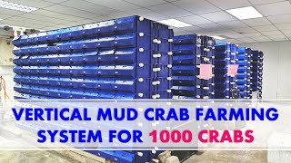 Vertical Mud Crab Farming System For 1000 Crabs With Its Own Water Treatment System [upl. by Ydnar516]