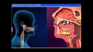 CBSE Class 11 Biology  Digestion of Food [upl. by Ekard817]